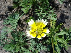 layia platyglossa